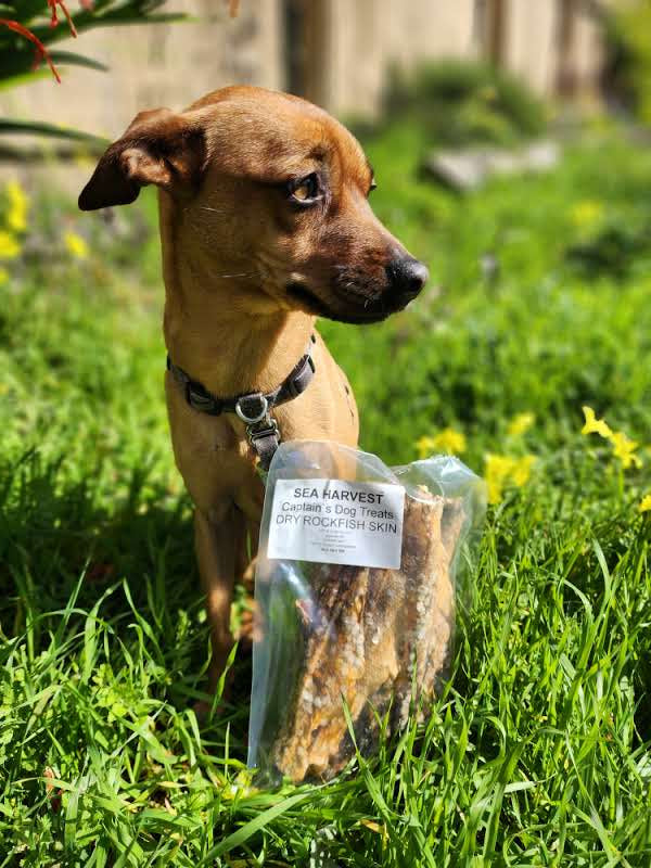 Get Hooked Seafood's Dried Fish Skin Dog Treats