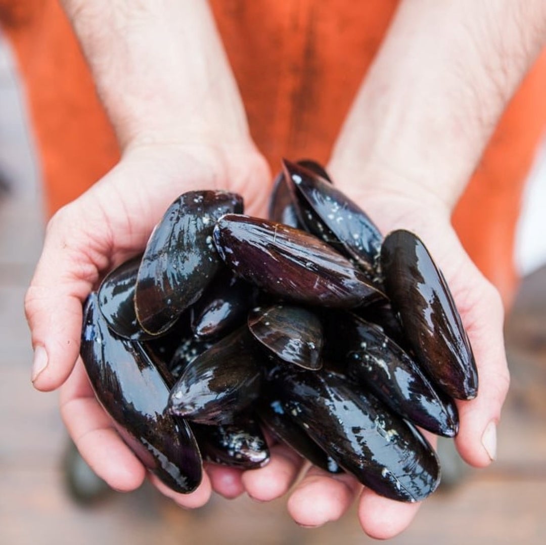 Live Hope Ranch Mussels (THURSDAY ONLY)