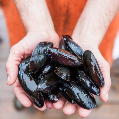 Live Hope Ranch Mussels