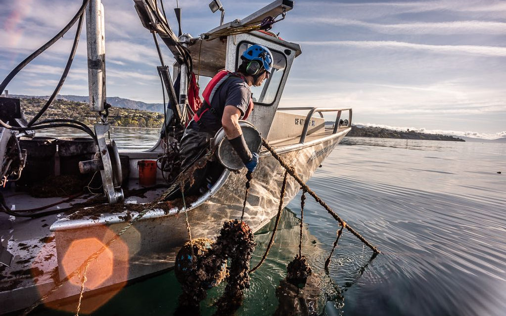 Oysters / Bernard Friedman / Ocean Farming