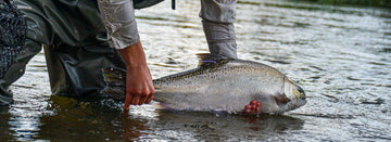 California’s Salmon Season is Closed Again—But Here’s the Bigger Picture