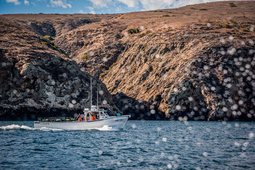 The West Coast Groundfish Comeback