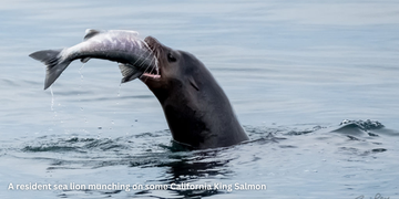 SB Sea Lions Go to Sacramento!