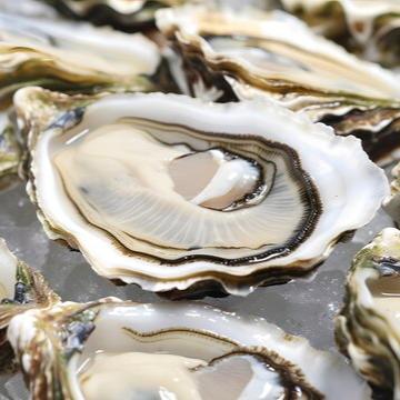 THANKSGIVING Live Oysters