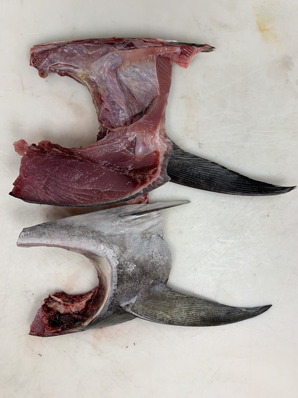 Fresh Ahi Tuna Collars