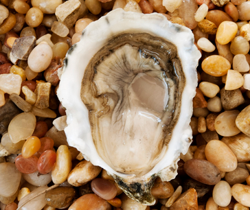 Live Grassy Bar Oysters